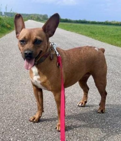 Yuki, kinderlieb, freundlich,verträglich