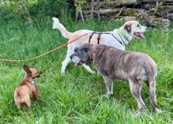 Yuki, kinderlieb, freundlich,verträglich