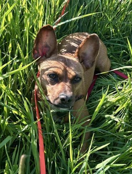 Yuki, kinderlieb, freundlich,verträglich