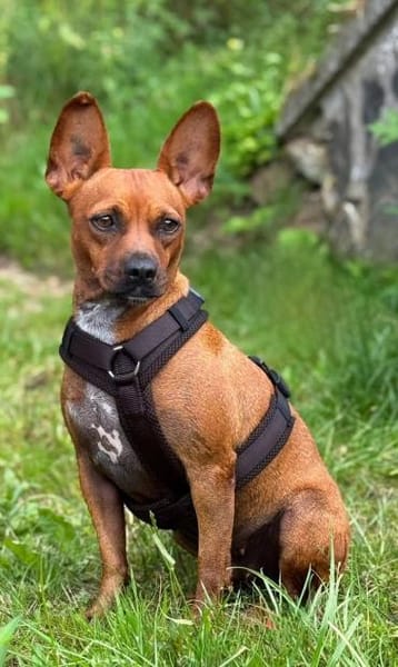 Yuki, kinderlieb, freundlich,verträglich