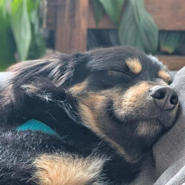 Willi - ist sehr freundlich&anhänglich