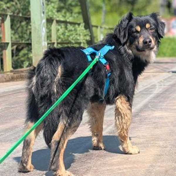 Willi - ist sehr freundlich&anhänglich