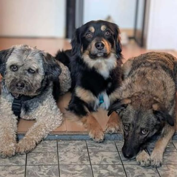 Willi - ist sehr freundlich&anhänglich