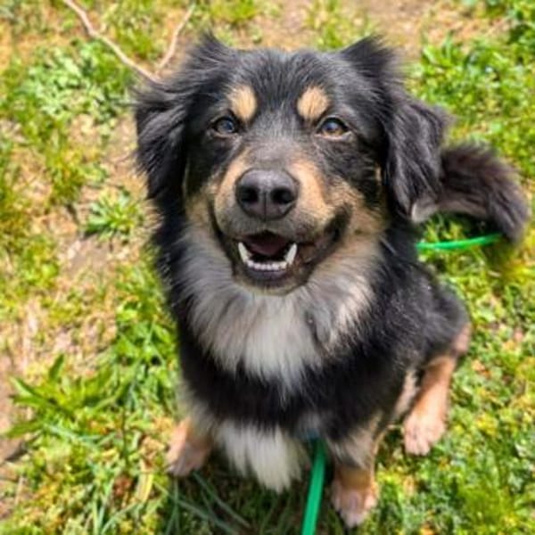 Willi - ist sehr freundlich&anhänglich