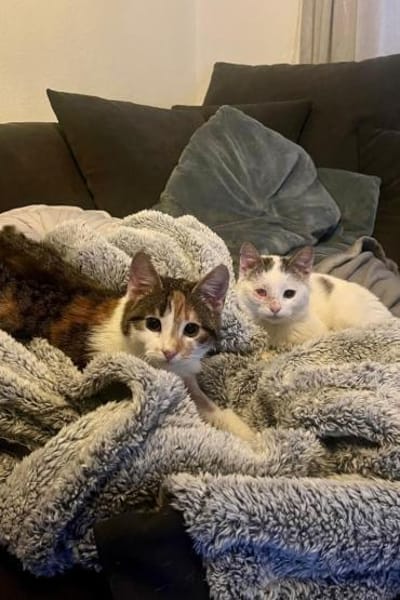 Cleo & Fina 💗 in 67655 Kaiserslautern