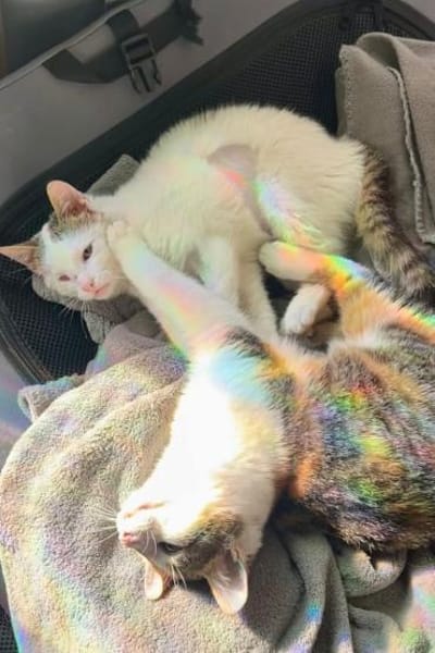 Cleo & Fina 💗 in 67655 Kaiserslautern