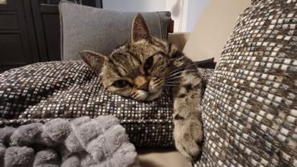 hübsche Lilly Nähe Mainz / Wiesbaden