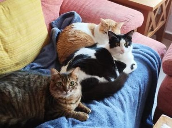 Junges Katerduo Elis und Piruleta