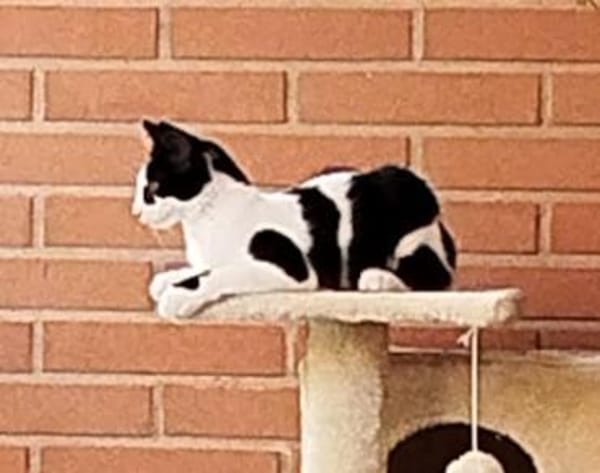 Junges Katerduo Elis und Piruleta