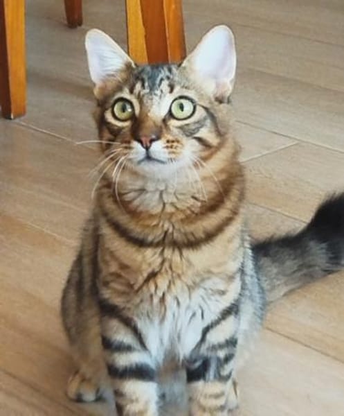 Junges Katerduo Elis und Piruleta