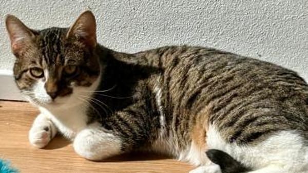 Pandi  verschmuster junger Kater sucht