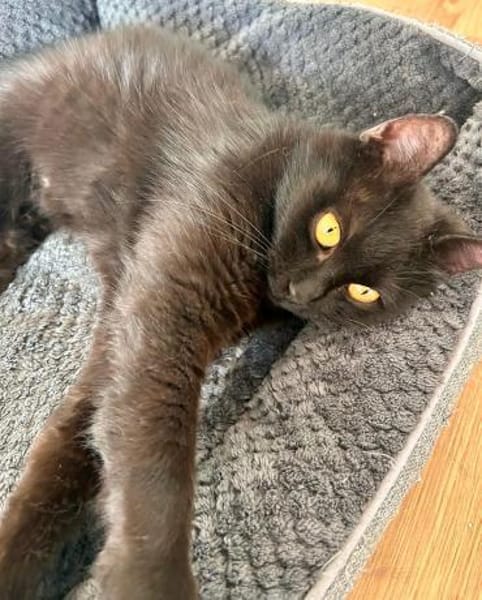 Puma  verschmuste Katze sucht Zuhause