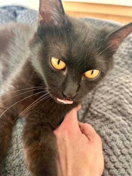 Puma  verschmuste Katze sucht Zuhause