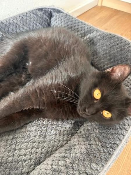 Puma  verschmuste Katze sucht Zuhause