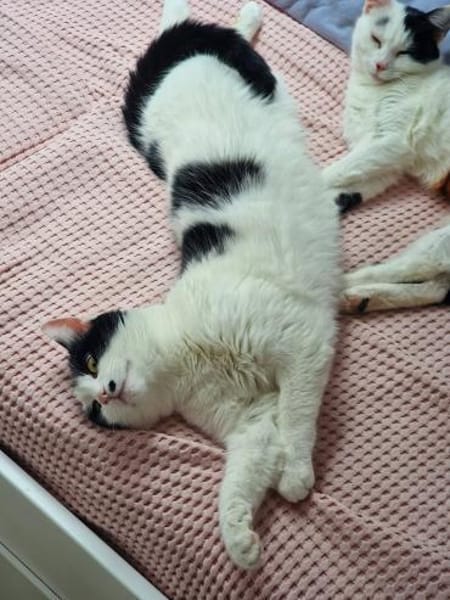 Bonny & Clyde tolles Duo