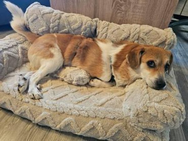 süßer kleiner Noki auf PS in 14513