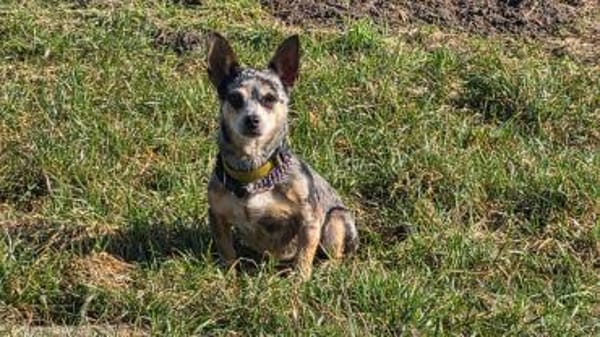 Merle, katzenfreundliche Chihuahua Dame