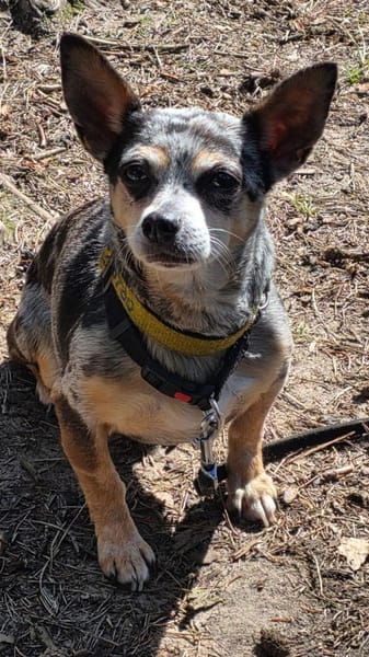 Merle, katzenfreundliche Chihuahua Dame