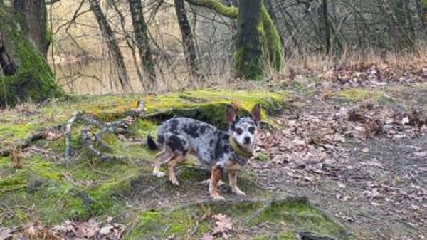 Merle, katzenfreundliche Chihuahua Dame