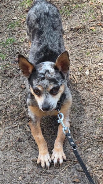 Merle, katzenfreundliche Chihuahua Dame