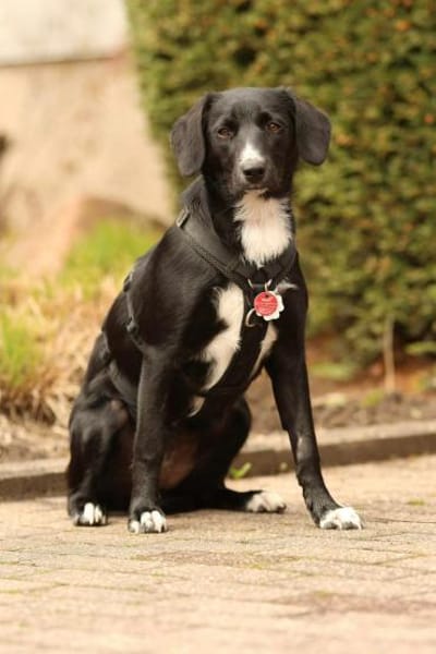 Tinella sucht liebevolle Familie...