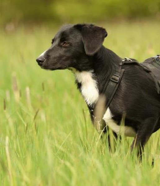 Tinella sucht liebevolle Familie...