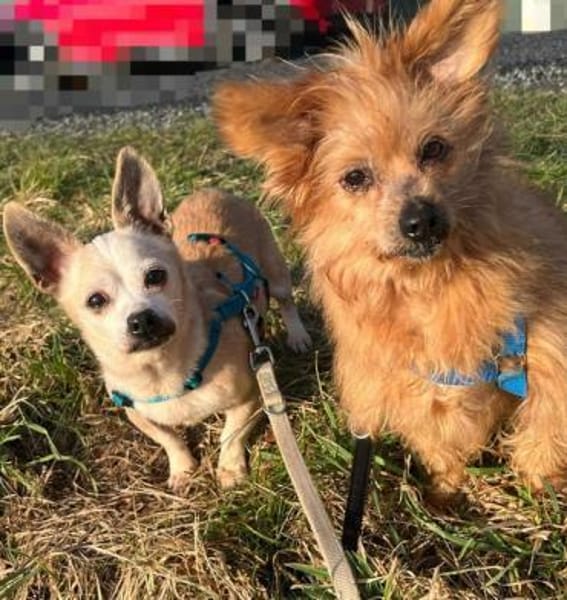 LUCILLE * eine süsse TerrierMixOmi