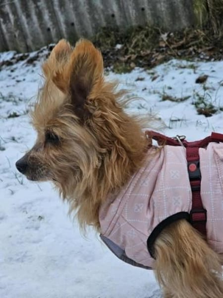 LUCILLE * eine süsse TerrierMixOmi