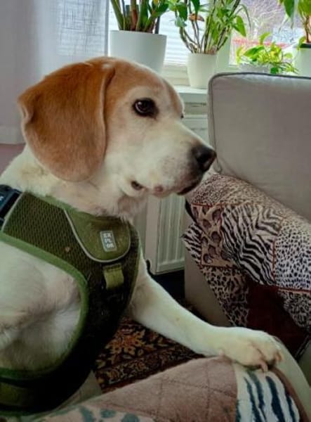 Baloo❤ist ein charmanter Beagle-Rüde