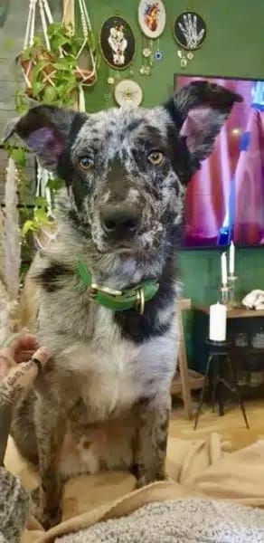 OLAF -möchte endlich ankommen-