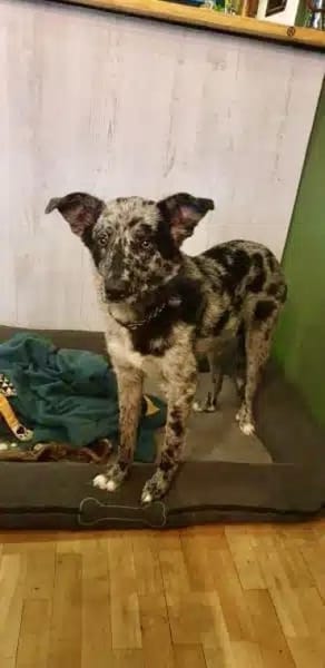 OLAF -möchte endlich ankommen-