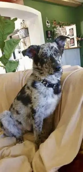 OLAF -möchte endlich ankommen-