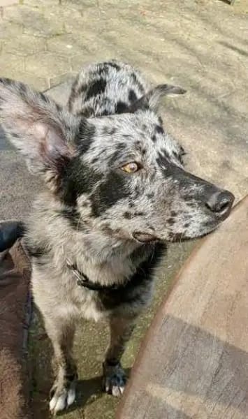 OLAF -möchte endlich ankommen-