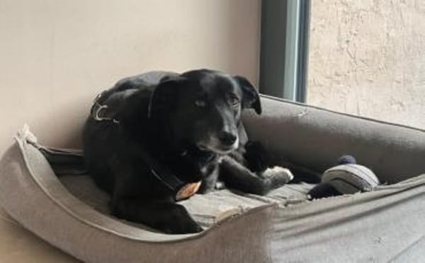 Zuhause gesucht für Nistru