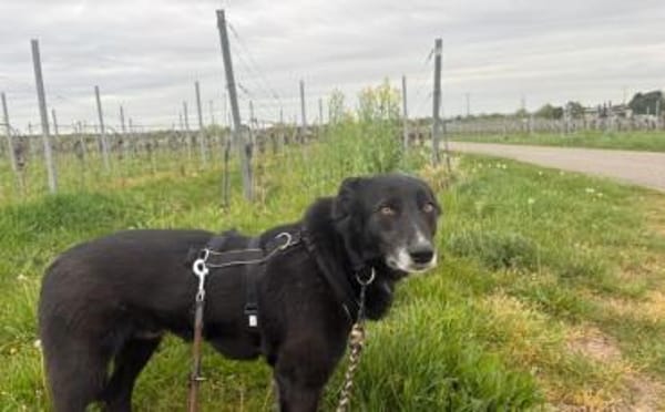 Zuhause gesucht für Nistru