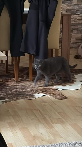 Wunderhübsche Carla 3,5 Jahre