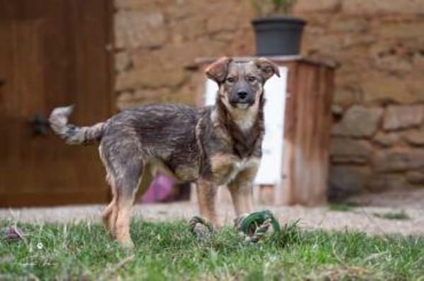 PRETTY * süße wilde Hummel