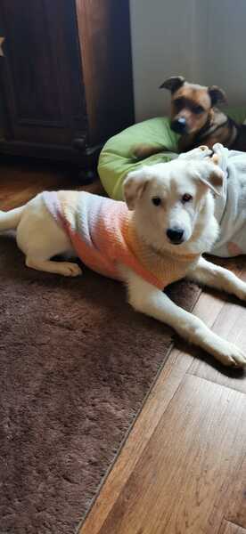 WOLKE * freundlich mit eigenem Köpfchen