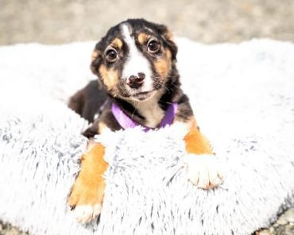 Honey sucht liebevolles Zuhause...