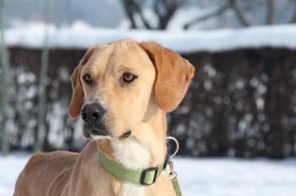 Tim sucht seine Menschen...