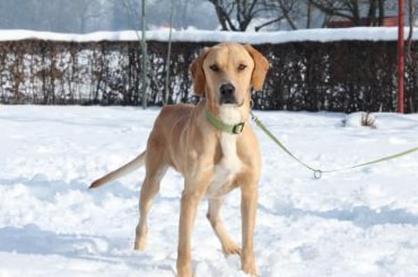 Tim sucht seine Menschen...