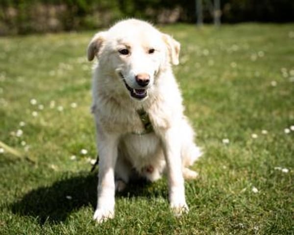 Snowy, ein Herz auf vier Pfoten