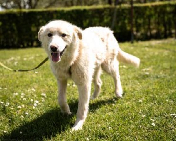 Snowy, ein Herz auf vier Pfoten