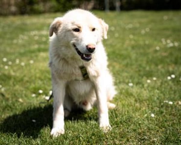 Snowy, ein Herz auf vier Pfoten