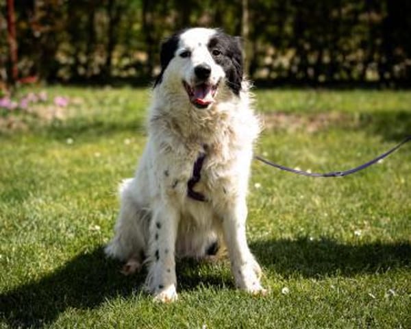 Skylina sucht ihre Menschen...