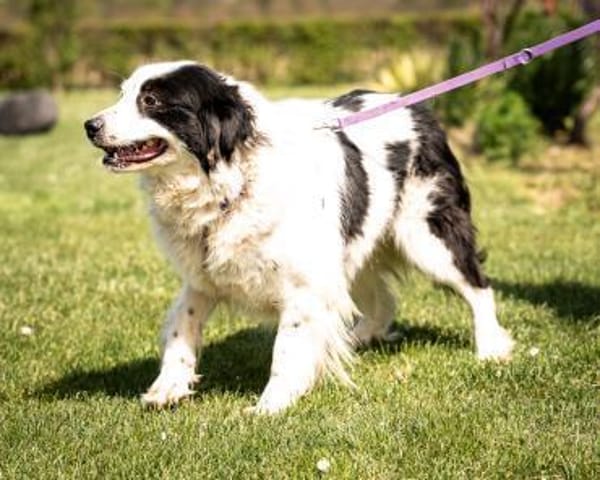 Skylina sucht ihre Menschen...