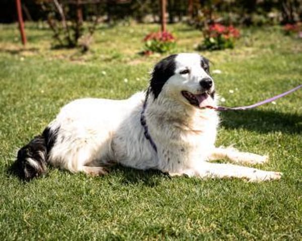 Skylina sucht ihre Menschen...