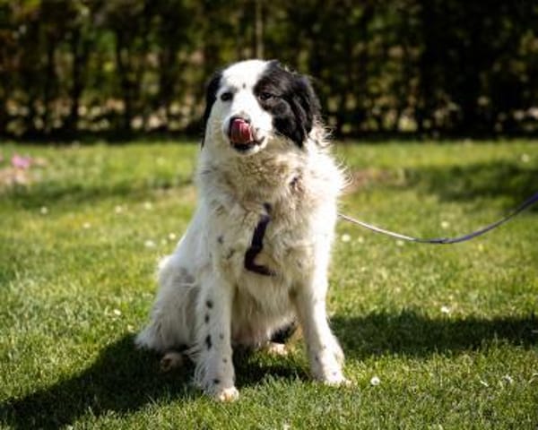 Skylina sucht ihre Menschen...