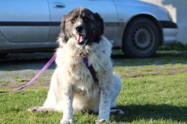 Bella unser Herzenshund..