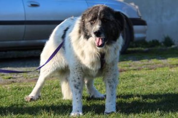 Bella unser Herzenshund..